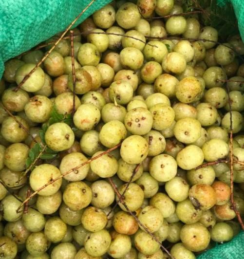 它被称为"千果之王",又酸又苦,农村人不吃,城里却卖30元1斤
