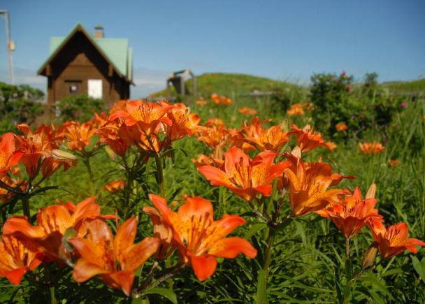 细数9处北海道花海景点 把握夏天6月 8月的绝佳赏花期 富良野 花海 北海道 新浪新闻 细数9处北海道花海景点 把握夏天6月 8月的绝佳赏花期 富良野 花海 北海道 新浪新闻