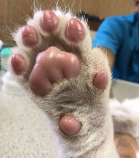 狮子宝宝面对镜头好呆萌,小肚子圆滚滚,粉嫩的肉垫让人萌化了