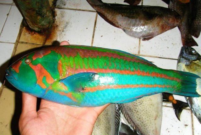 日本网友钓到蓝色怪鱼全身色彩鲜艳让人误以为是塑料玩具