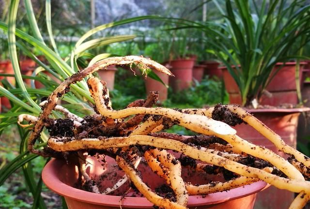 熟松树皮才能种植兰花,教你一招,轻松鉴别是否熟料