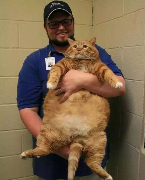 胖橘猫一直保持"投降"的姿势,铲屎官不解,走进一看笑喷!