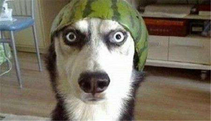 二哈在外面受了窝囊气,回家拿"柚子"撒气,主人:还有脸了是吧