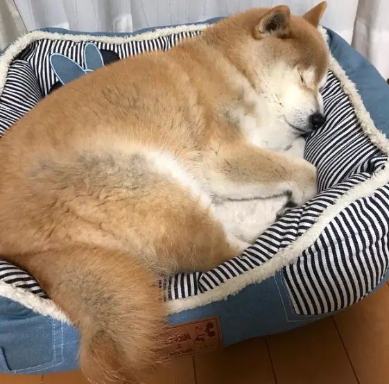 胖柴喜欢躺主人怀里睡觉,还一脸嘚瑟的表情:还以为自己是宝宝?