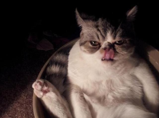 14张"难得一见"的猫咪生气照,那不屑一顾的表情真惹人喜爱