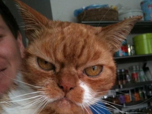 14张"难得一见"的猫咪生气照,那不屑一顾的表情真惹人喜爱