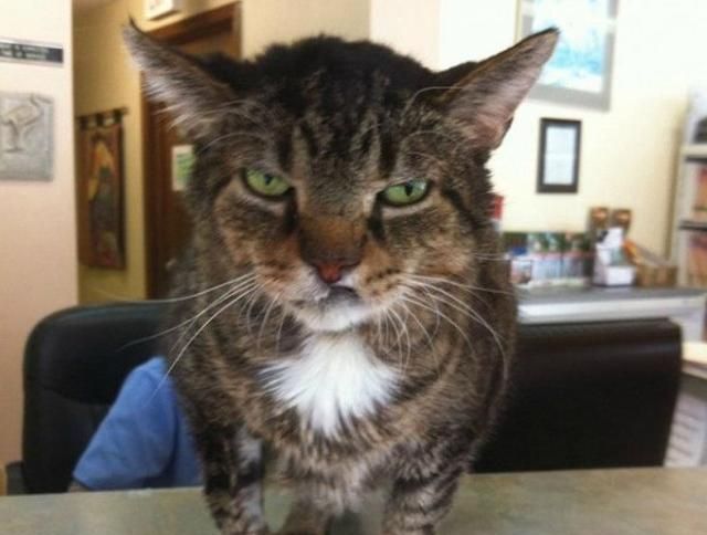 14张"难得一见"的猫咪生气照,那不屑一顾的表情真惹人喜爱