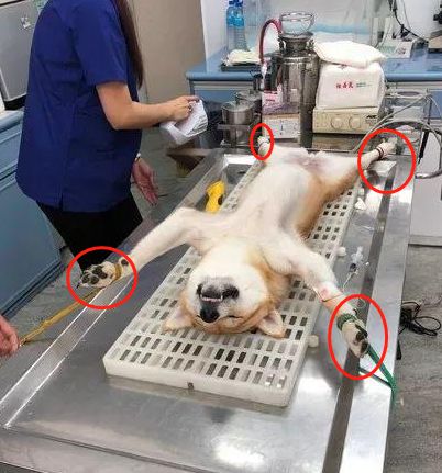 醒来第一眼开始记恨医生:狗生都不想再看到这逼脸|狗狗|结扎|柴犬