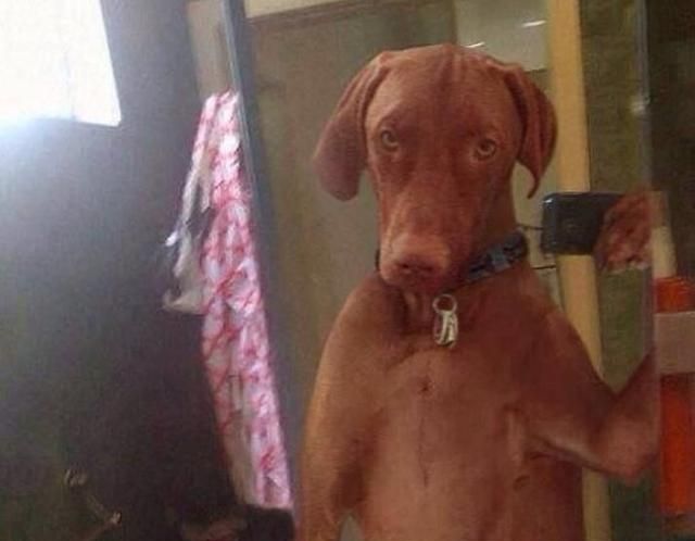 10张有趣狗狗自拍照,只能说美颜效果差,差到拍出来的狗脸显大