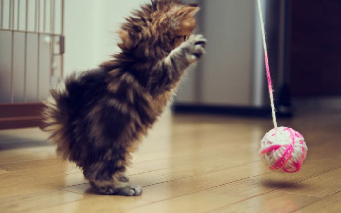 猫主子玩球突然发呆,铲屎官不解走近一看,猫咪的姿势让人笑喷