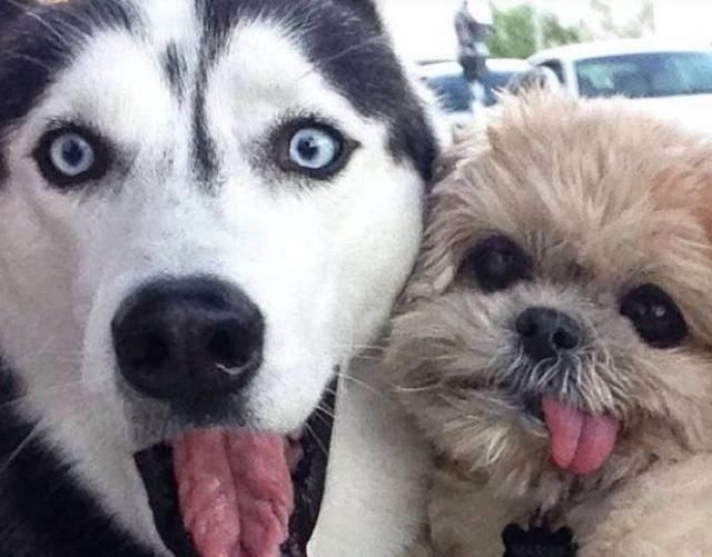 10张有趣狗狗自拍照,只能说美颜效果差,差到拍出来的狗脸显大