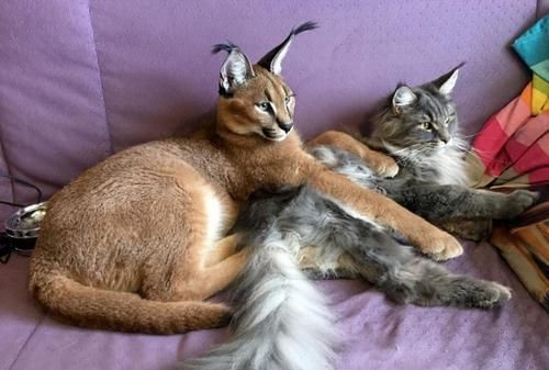 狞猫通常被称为沙漠猞猁,猞猁和狞猫哪个厉害?