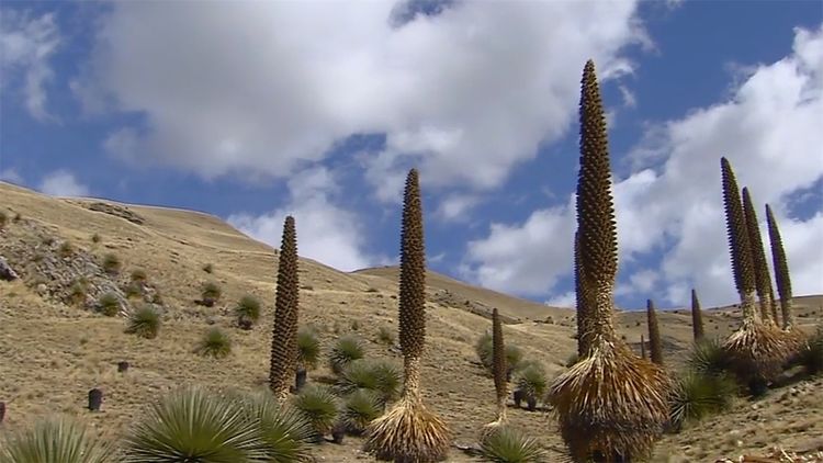 瓶子树:一棵树可储存20吨水,在树上挖个洞就成了水塔