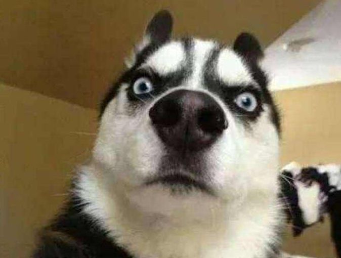 第二天看见二哈差点笑出声