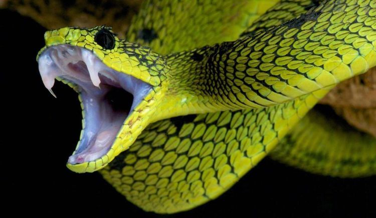 每天至少吃半吨肉,气温低于32度无法存活