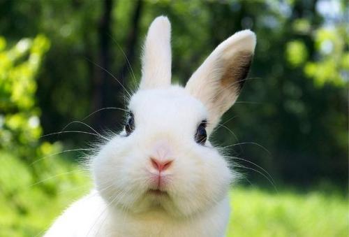 听到福运还不出来迎接,属兔人可不要错过哦!