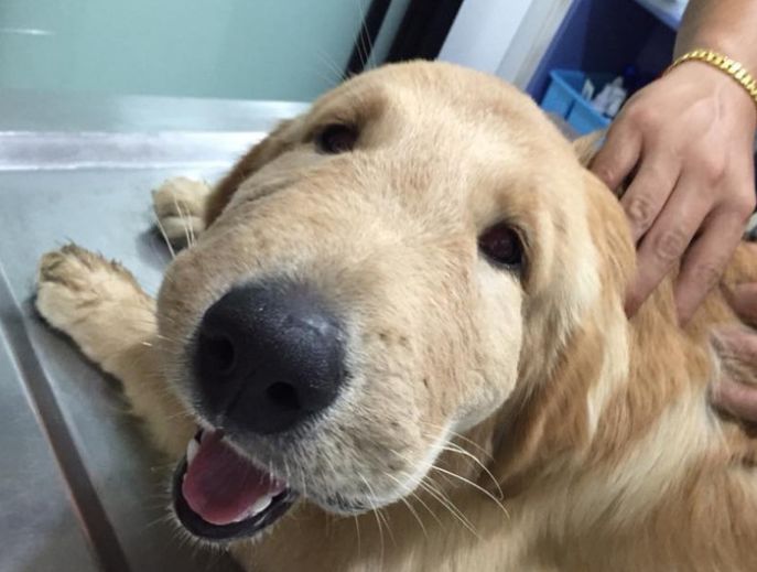 哈士奇遇上刺猬,胆子大到直接用嘴咬,结果脸肿到主人都认不出