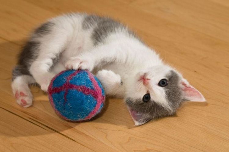 猫主子玩球突然发呆,铲屎官不解走近一看,猫咪的姿势让人笑喷