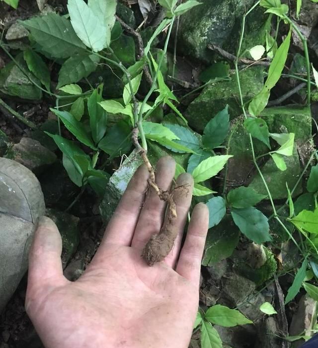 这种天然"植物抗生素",曾在市场上卖出高价,如今跌落"神坛"|神坛|三叶