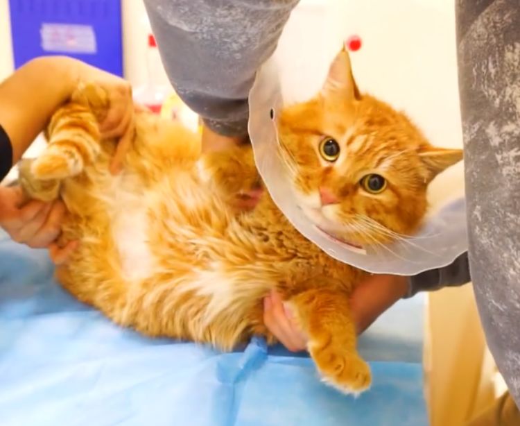 主人带橘猫去做绝育猫咪全程老实术后猫咪的表情让人爆笑