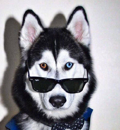 二哈睡觉时被苹果砸中脑袋,下一秒就开启了二哈犯二报复模式