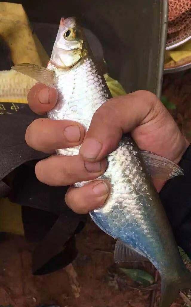 夏天钓白条攻略与技巧,两小时可钓获十来斤