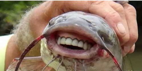 男子河中钓到一条鲶鱼看见鲶鱼的嘴惊呆了男子