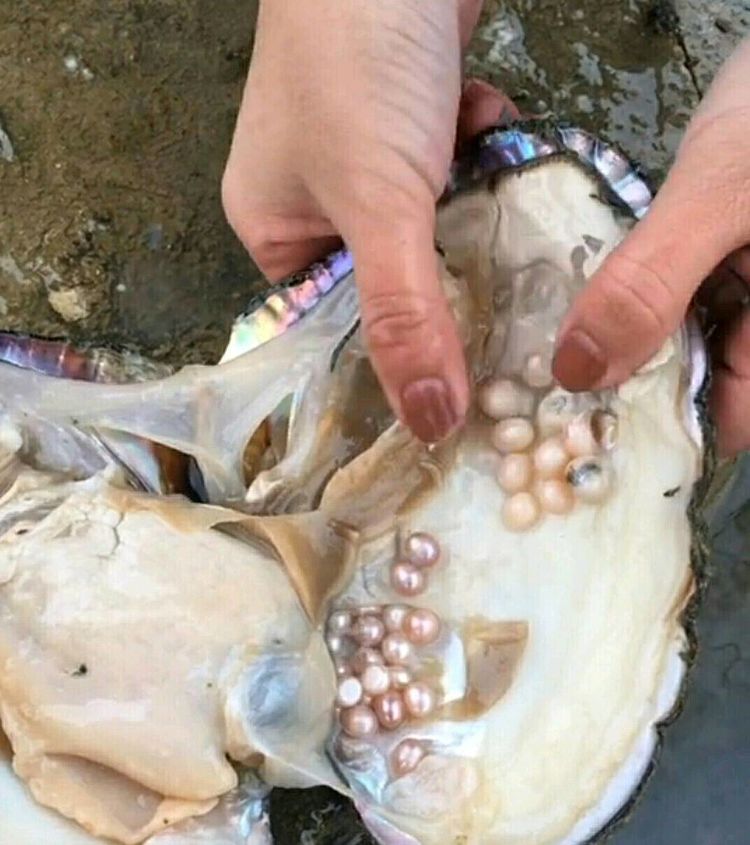 女子去河边清洗衣服,捡到一个贝壳,打开看后却高兴的跳了起来