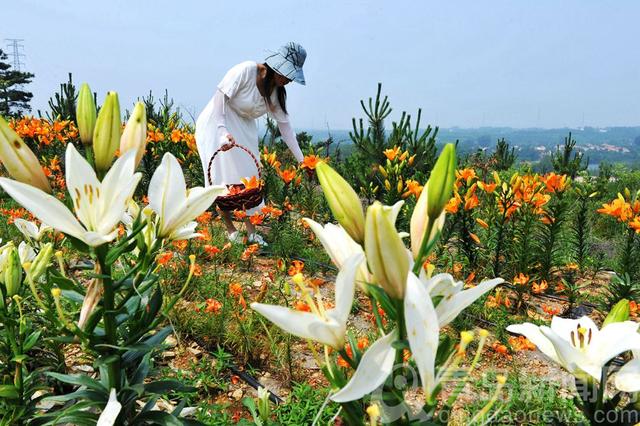 西海岸近百亩百合花盛开可以观赏也可以食用 热备资讯 西海岸近百亩百合花盛开可以观赏也可以食用 热备资讯