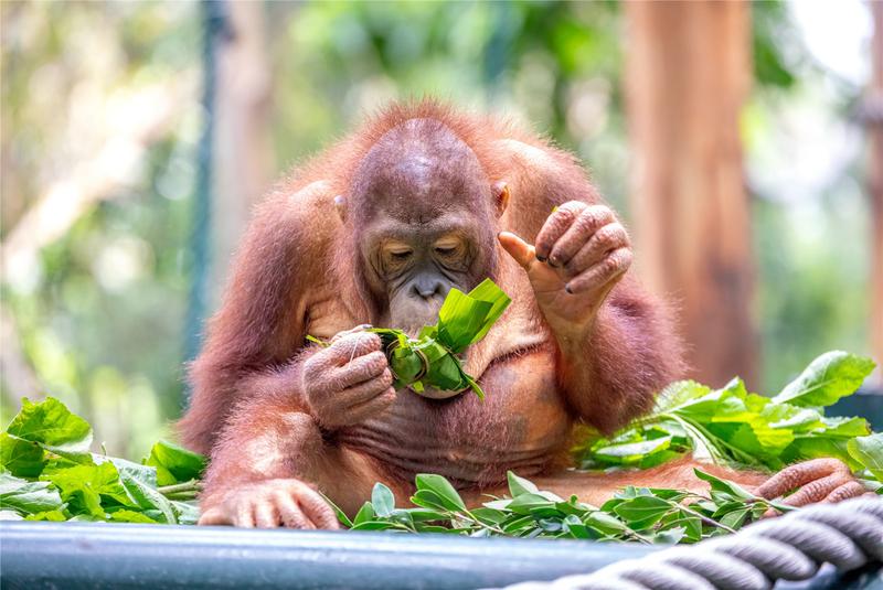(神图刷屏)端午"粽"动员,看看动物明星谁的吃相最萌?