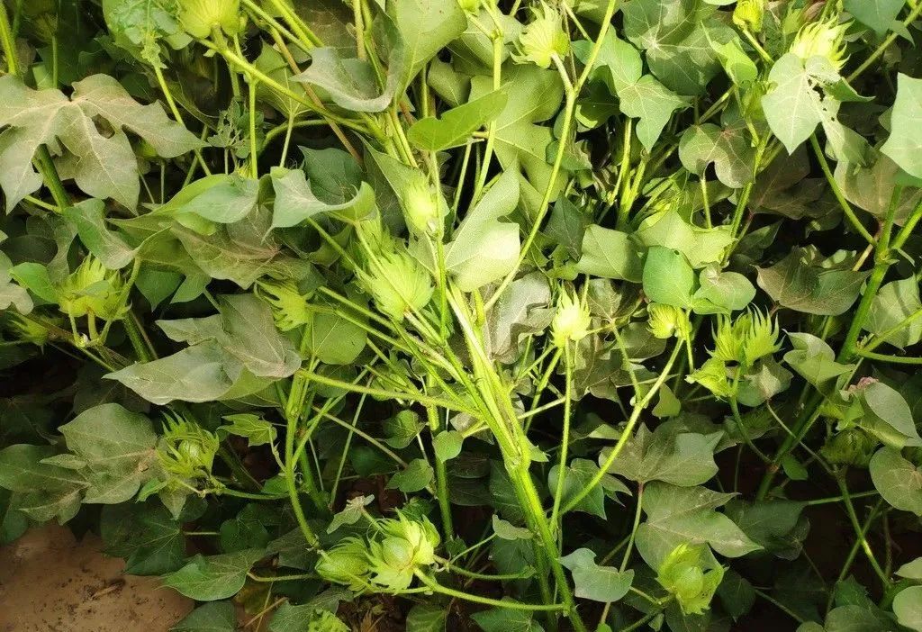 棉花花铃期生长特点及技术标准