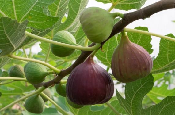 植物能开花,就会有花语,虽然无花果花朵美那么美丽,但有一种独特的