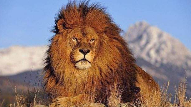 25米,体重能达到600斤