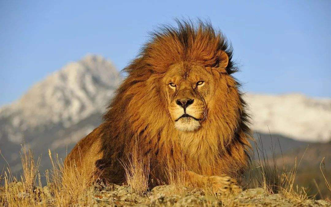 非洲狮最大图片