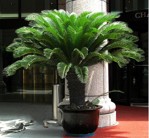 门口的大铁树,叶片坚硬能镇宅,养到开花更是不易