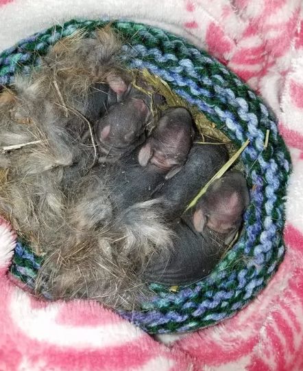 男子草丛中发现动静,扒开一看,眼前一幕令男子心都暖了!