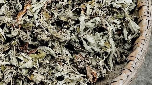 艾草一年可收割几次收割后的艾草该如何晾晒和储存看完有数了