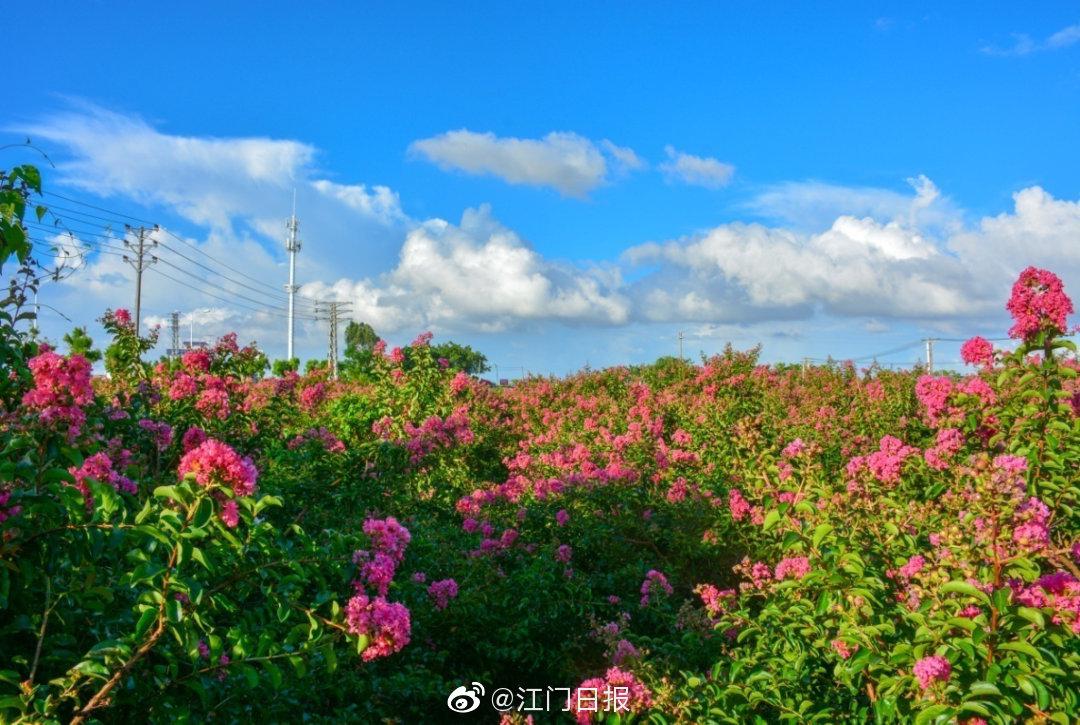 大鳌这个紫薇花园,你去打卡了吗?