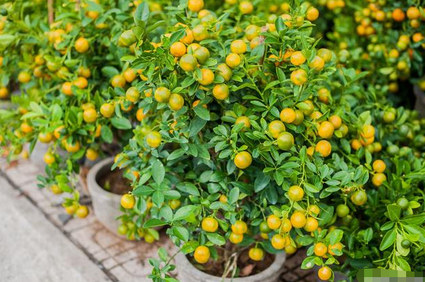 此花被称为"转运珠",寓意收获和招财,可以让家人更加发财旺运