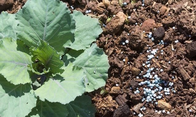 磷肥的使用方法有技巧,能够有效降低固定,提高植物的吸收性