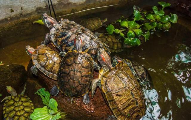 养乌龟为什么要有晒台怎么选晒台晒台很重要不能随意