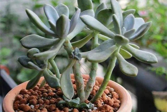 不管环境多恶劣,冬美人照样蓬勃生长,叶片肥厚养成老桩多肉