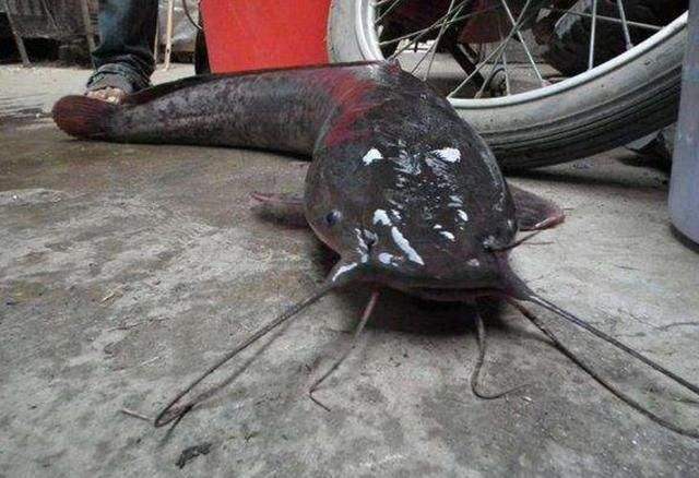 非洲产的胡子鱼引进中国后泛滥成灾但吃货却表示不敢吃