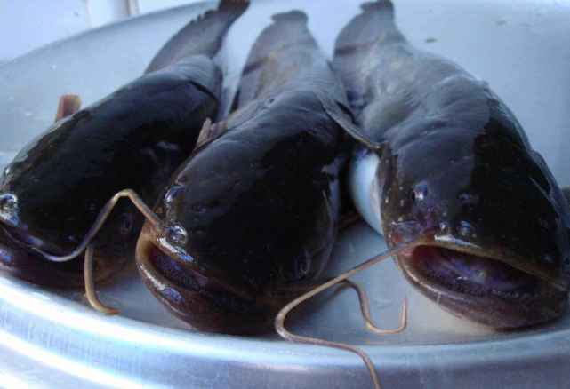 非洲产的"胡子鱼",引进中国后泛滥成灾,但吃货却表