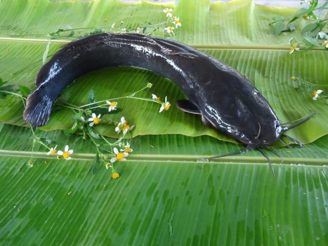 非洲产的胡子鱼引进中国后泛滥成灾但吃货却表示不敢吃