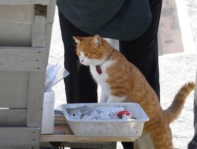 100只猫只剩1/3,原因让人痛心