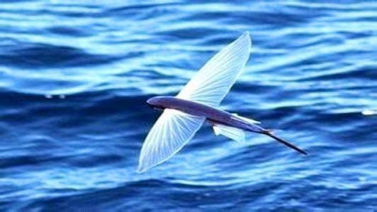 最高记录为1000米|飞鱼|鱼|飞行_新浪新闻