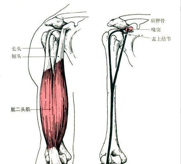 臂围总是没有突破试试超级组给手臂全新刺激让手臂再大一圈