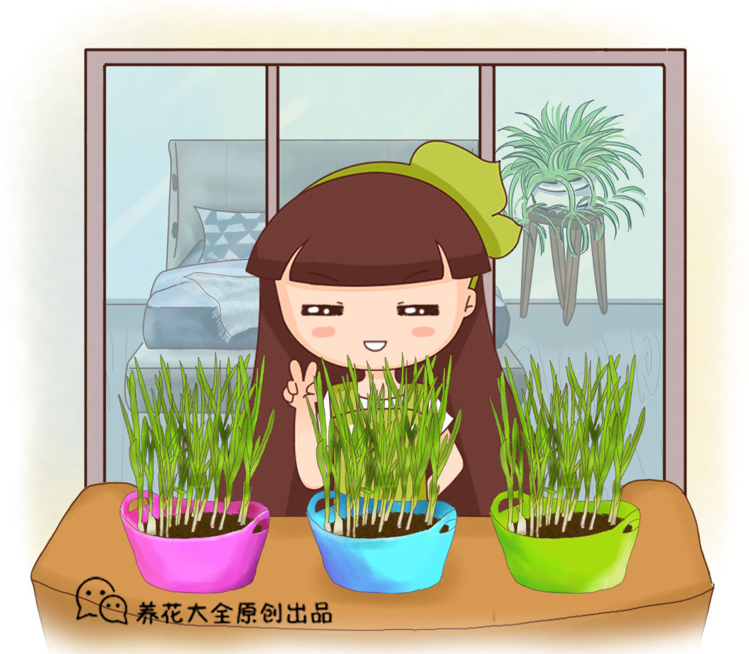 阳台种4种菜,一年四季都能吃,省了不少买菜钱|芽苗菜|紫背菜|蘑菇