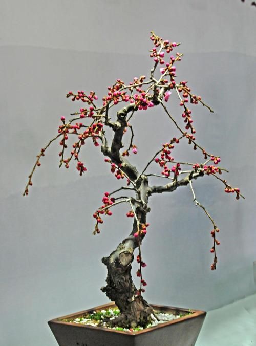 梅花养成盆景一点也不难,做好平日管理,造型俊美枝头都是花